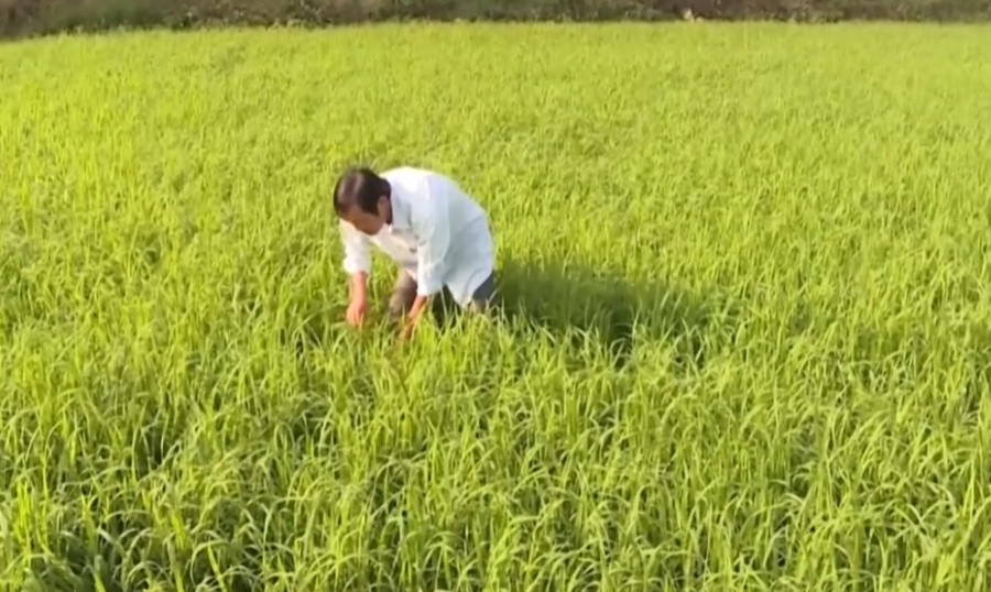 N&acirc;ng cao gi&aacute; trị ng&agrave;nh N&ocirc;ng nghiệp giai đoạn 2026-2030