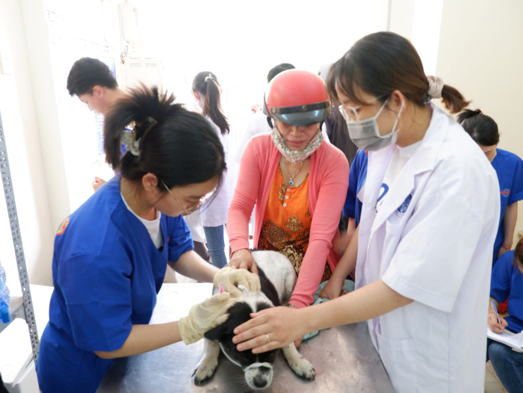 Cần chủ động tiêm phòng vắc xin trên đàn vật nuôi