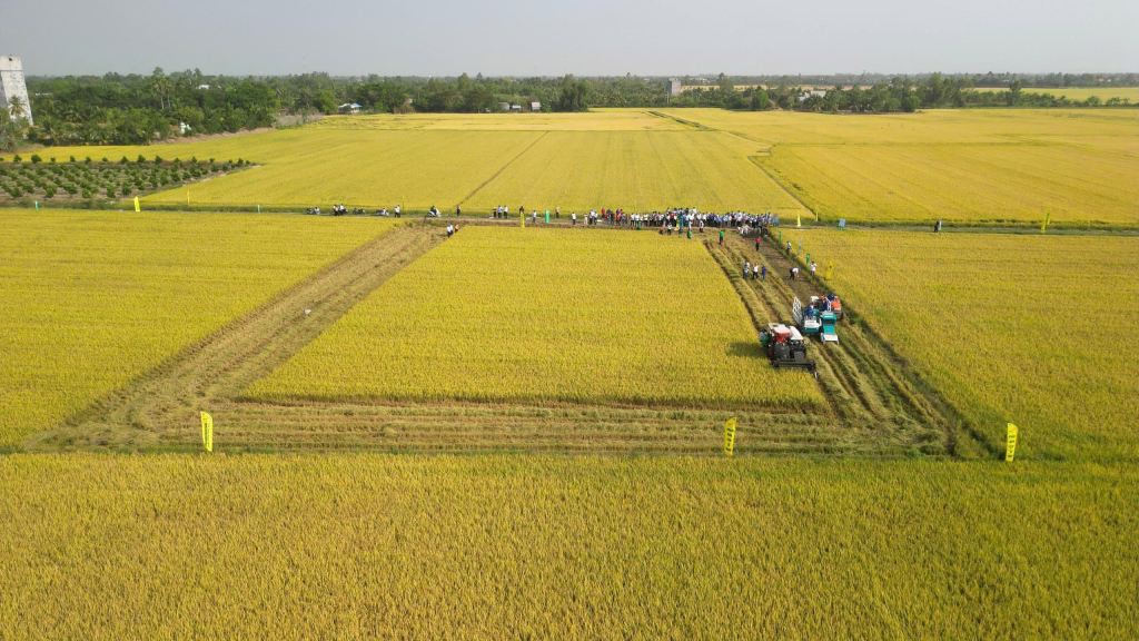 Dấu ấn xanh từ đề &aacute;n 1 triệu ha l&uacute;a chất lượng cao