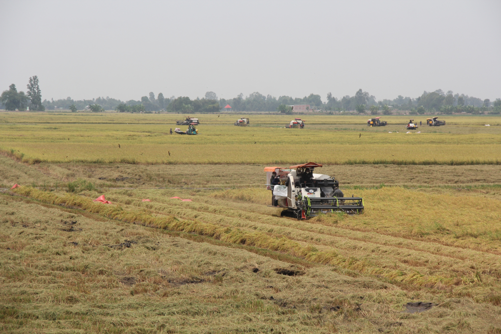 Nhộn nhịp m&ugrave;a thu hoạch l&uacute;a