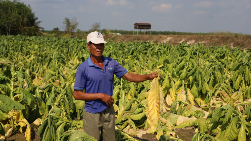 Cơn mưa tr&aacute;i m&ugrave;a 'quật ng&atilde;' n&ocirc;ng d&acirc;n trồng thuốc l&aacute; v&agrave;ng