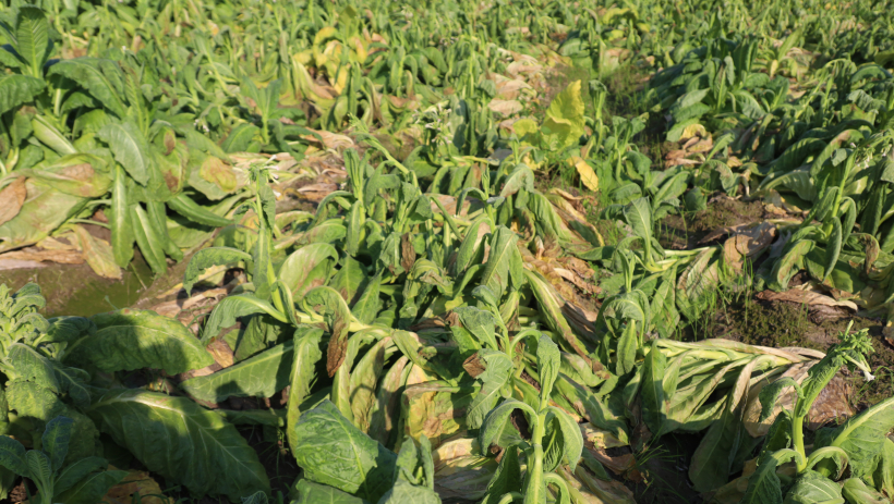 Ch&iacute;nh quyền địa phương nỗ lực hỗ trợ n&ocirc;ng d&acirc;n trồng thuốc l&aacute; v&agrave;ng bị thiệt hại do mưa tr&aacute;i m&ugrave;a