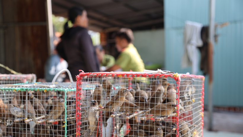 Ph&aacute;t hiện một trường hợp nu&ocirc;i nhốt tr&aacute;i ph&eacute;p gần 800 c&aacute; thể chim hoang d&atilde;