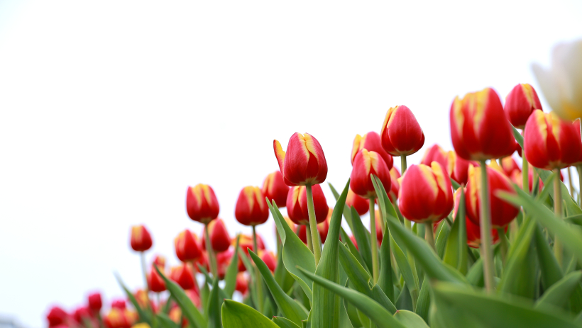 L&ecirc;n đỉnh n&uacute;i, c&ugrave;ng check-in thảm hoa tulip đang v&agrave;o độ đẹp nhất giữa biển m&acirc;y trời Nam 