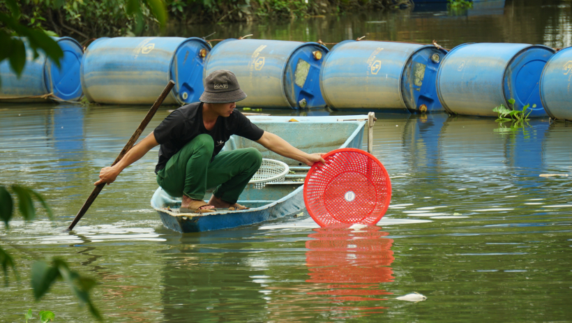 Đ&agrave;n c&aacute; ở bến Dinh bị chết, chưa r&otilde; nguy&ecirc;n nh&acirc;n