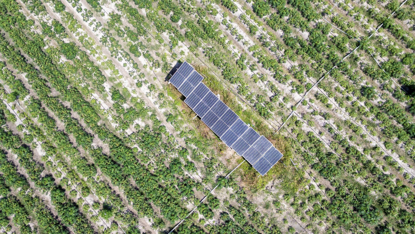 Người n&ocirc;ng d&acirc;n t&acirc;m huyết với c&acirc;y mì