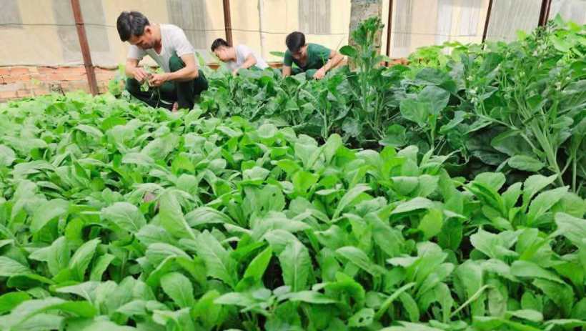 Đồn Bi&ecirc;n ph&ograve;ng Mỹ Thạnh T&acirc;y tăng gia sản xuất, bảo đảm thực phẩm sạch cho bộ đội