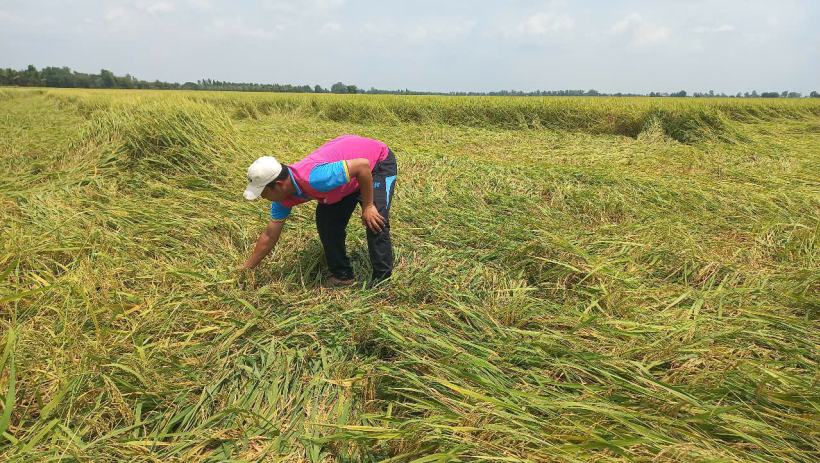 Mưa tr&aacute;i m&ugrave;a l&agrave;m hư hại nhiều diện t&iacute;ch l&uacute;a