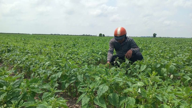 Bấp b&ecirc;nh c&acirc;y m&egrave;!