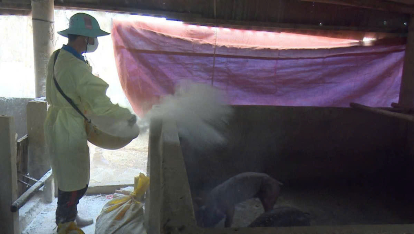 Trong tuần, ph&aacute;t hiện 7 ổ dịch tả heo ch&acirc;u Phi