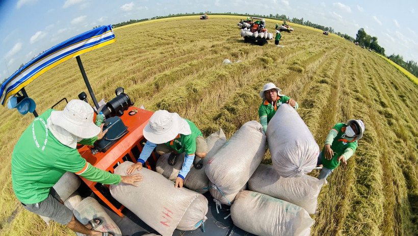 Đề &aacute;n 1 triệu h&eacute;cta l&uacute;a chất lượng cao: Bước chuyển lớn cho ng&agrave;nh l&uacute;a gạo "cất c&aacute;nh"