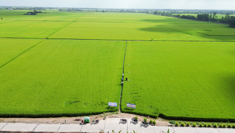 Hiệu quả bước đầu m&ocirc; h&igrave;nh tưới ướt &ndash; kh&ocirc; xen kẽ trong canh t&aacute;c l&uacute;a tại x&atilde; B&igrave;nh H&ograve;a