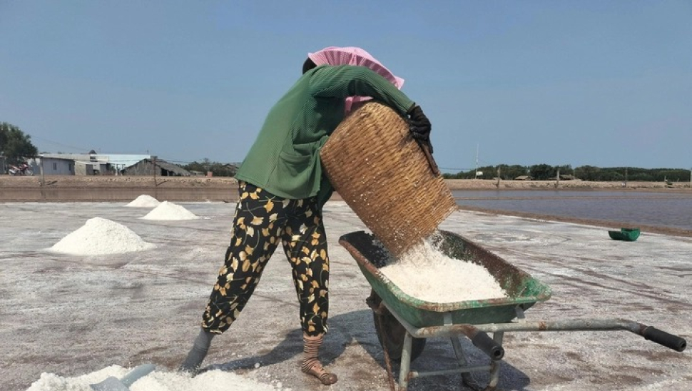 Vĩnh Long: Hơn 28.000 tấn muối bị thiệt hại do mưa tr&aacute;i m&ugrave;a