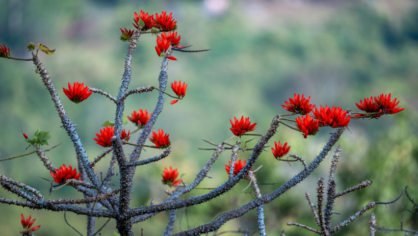 Sắc đỏ v&ocirc;ng nem tr&ecirc;n&nbsp;n&uacute;i B&agrave; Đen