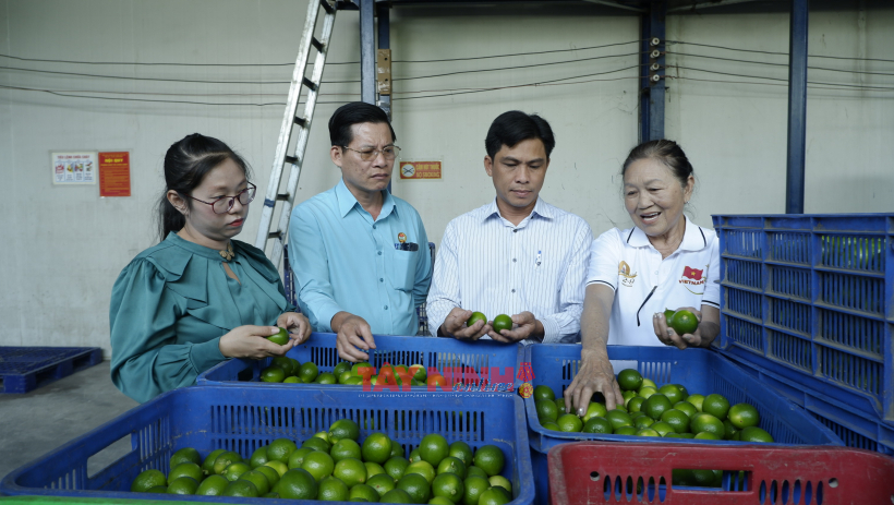 Hội N&ocirc;ng d&acirc;n tỉnh kiểm tra t&igrave;nh h&igrave;nh trồng v&agrave; xuất khẩu chanh 