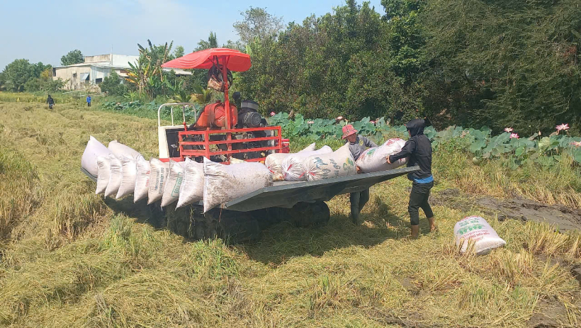 V&ugrave;ng Đồng Th&aacute;p Mười: L&uacute;a Đ&ocirc;ng Xu&acirc;n "được m&ugrave;a, mất gi&aacute;"
