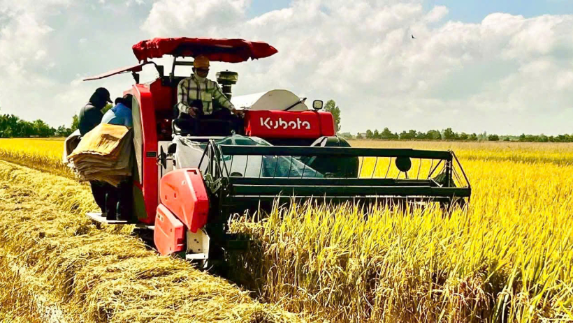 N&ocirc;ng d&acirc;n x&atilde; T&acirc;n Hưng thu hoạch giống l&uacute;a Nhật cho lợi nhuận cao