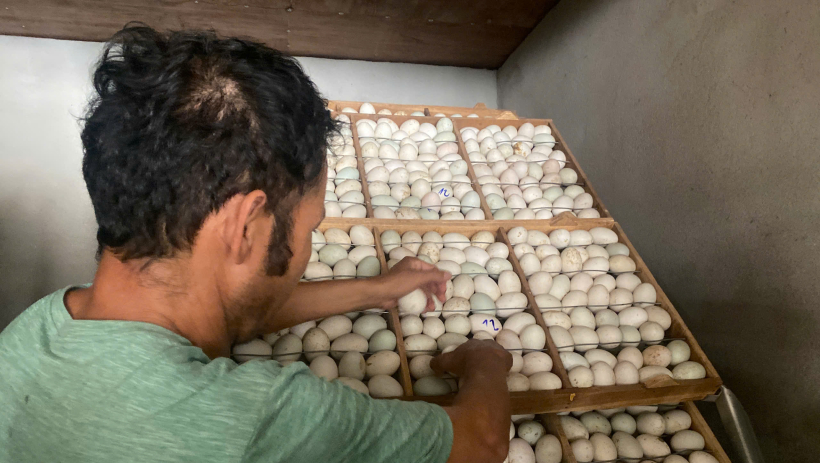 Hiệu quả từ chăn nu&ocirc;i theo hướng an to&agrave;n sinh học