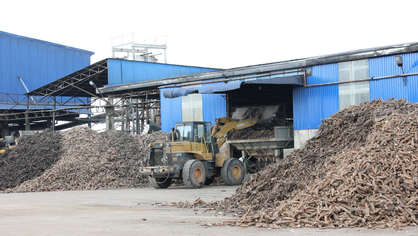 Ngành ch&ecirc;́ bi&ecirc;́n tinh b&ocirc;̣t khoai mì tạo vi&ecirc;̣c làm &ocirc;̉n định cho hơn 30 ngàn lao đ&ocirc;̣ng