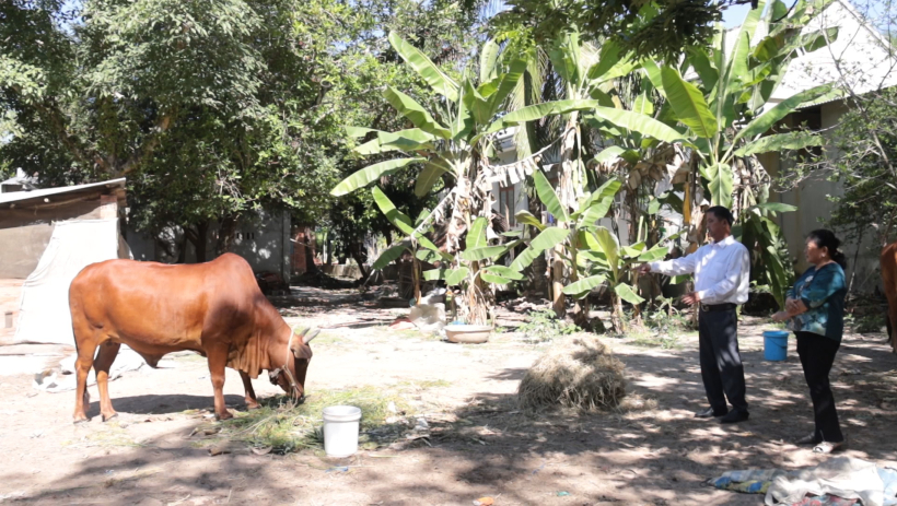 N&ocirc;ng d&acirc;n x&atilde; Ho&agrave; Hội ph&aacute;t triển chăn nu&ocirc;i hiệu quả từ nguồn vốn vay ch&iacute;nh s&aacute;ch x&atilde; hội