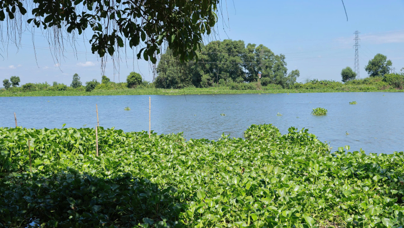 Cần xử l&yacute; dứt điểm t&igrave;nh trạng lục b&igrave;nh lấn chiếm mặt s&ocirc;ng