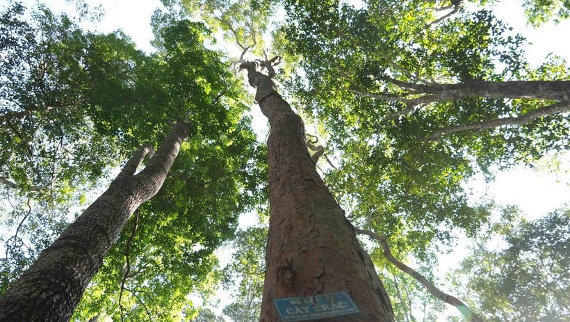 Ng&agrave;y Quốc tế về Rừng 2026: Khai mở động lực kinh tế địa phương từ rừng