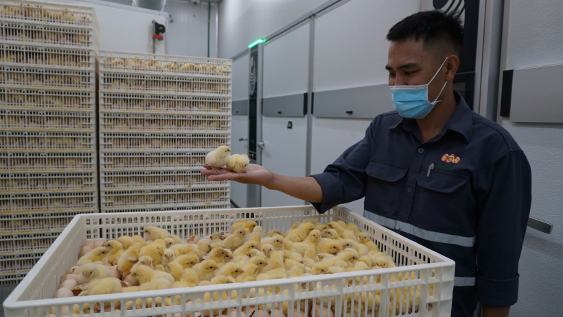 Người chăn nu&ocirc;i thận trọng t&aacute;i đ&agrave;n gia s&uacute;c, gia cầm