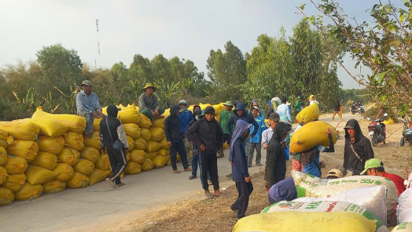 Chi ph&iacute; thu hoạch l&uacute;a tăng, lợi nhuận giảm