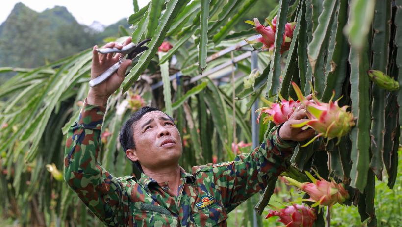 Nếu thanh long, chanh leo tiếp tục vi phạm, nguy cơ bị EU tăng kiểm so&aacute;t, thậm ch&iacute; từ chối nhập khẩu