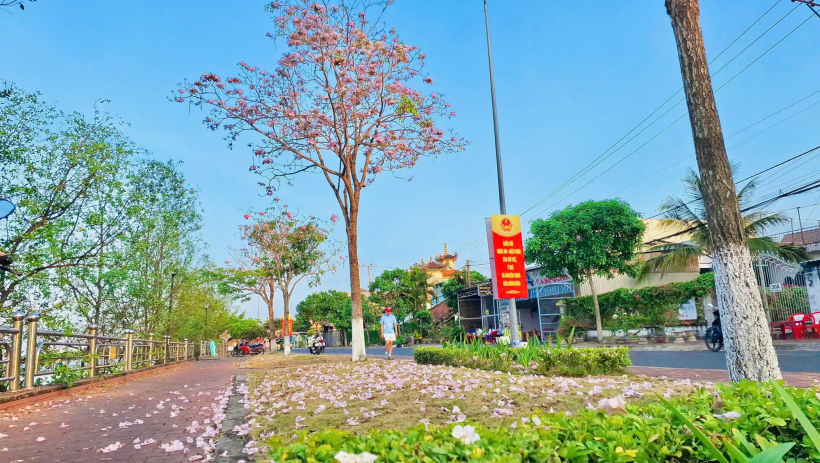 Sắc hoa k&egrave;n hồng nở rộ