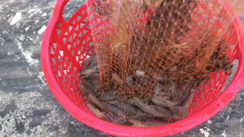 Hơn 12ha t&ocirc;m bị thiệt hại do dịch bệnh