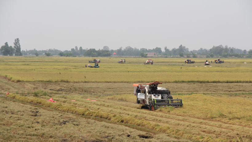 Nhộn nhịp m&ugrave;a thu hoạch l&uacute;a