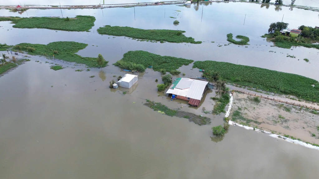 Lũ tại vùng Đồng Tháp Mười, tỉnh Tây Ninh dâng nhanh, đạt đỉnh cao hơn năm 2024, gây ngập sâu trên diện rộng