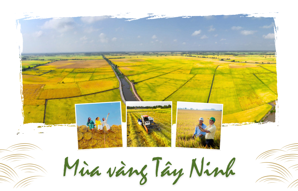 M&ugrave;a v&agrave;ng T&acirc;y Ninh