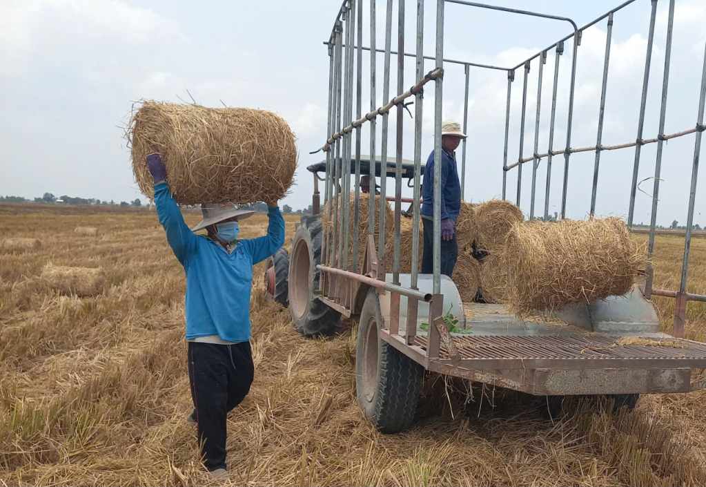 Thêm thu nhập từ thu hoạch rơm khô