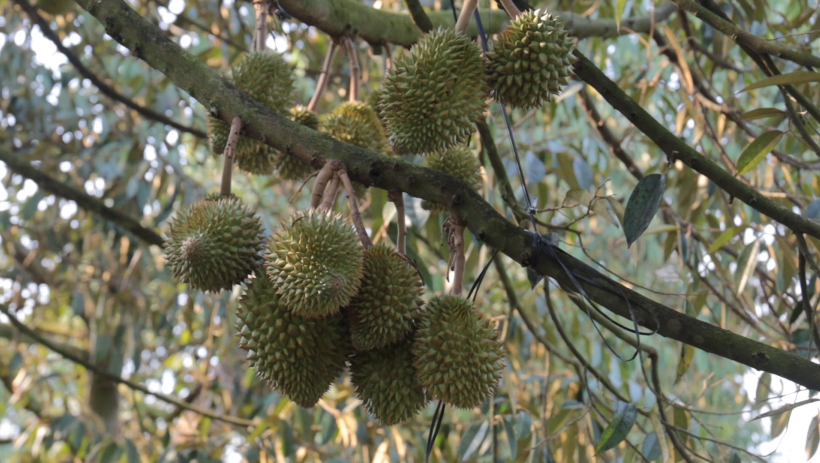 Sầu ri&ecirc;ng v&agrave;o vụ, kỳ vọng v&agrave; nỗi lo