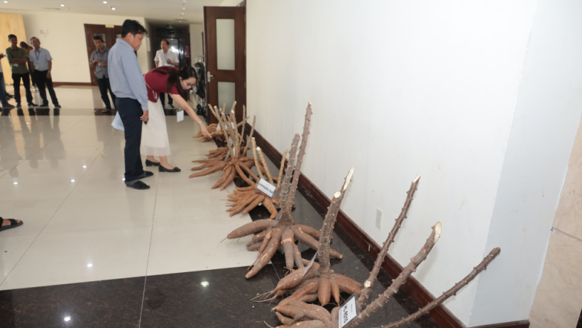 Tay Ninh hosts international workshop on cassava breeding and disease surveillance network