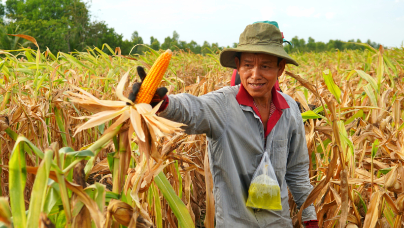 Mùa thu hoạch bắp vàng 