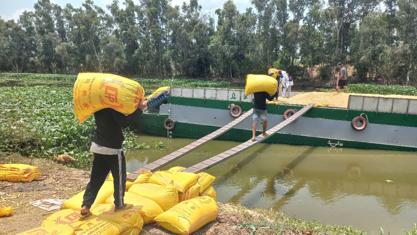 Nhiều lao động địa phương c&oacute; th&ecirc;m thu nhập từ nghề v&aacute;c l&uacute;a thu&ecirc;