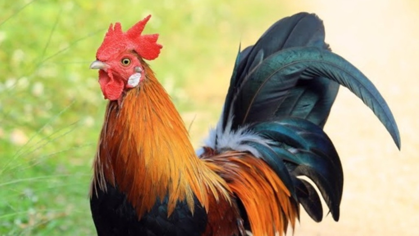 Nhanh ch&oacute;ng truy x&eacute;t, bắt giữ nh&oacute;m đối tượng trộm g&agrave; 