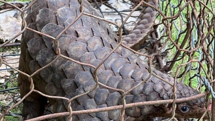 Yêu cầu xóa bỏ các tụ điểm buôn bán các loài động vật hoang dã trái quy định