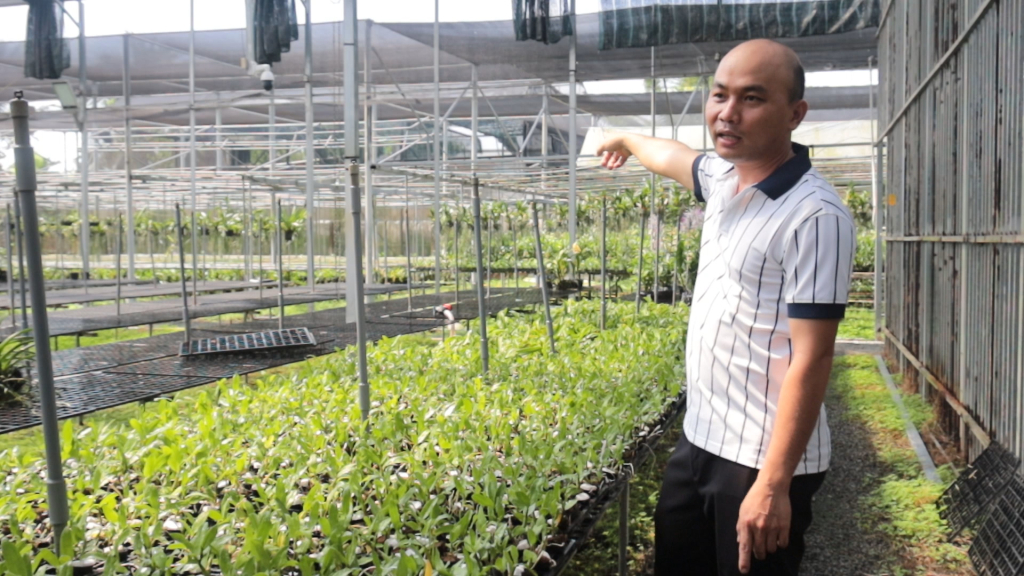 Từ khu vườn chỉ vỏn vẹn 20m² ban đầu, đến nay anh Nhân đã phát triển hệ thống nhà kính rộng khoảng 4.000m²