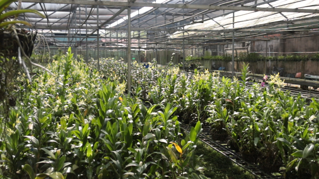 Từ khu vườn chỉ vỏn vẹn 20m² ban đầu, đến nay anh đã phát triển hệ thống nhà kính rộng khoảng 4.000m²